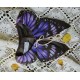 Yolanda Fleurs Avec Isabella Butterfly Collar(Reservation/15 Colours/Full Payment Without Shipping)